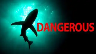 Top 10 Most Dangerous Sea Animals In The World!