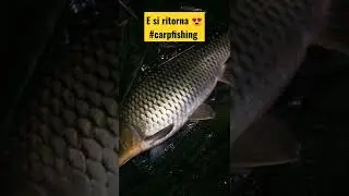 #carpfishing #catchandrelease #carp ready for #summer 😍🍀💪🏻😜 #karmaredballs #karmavirgusfish