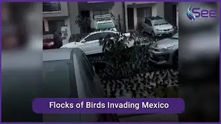 Flocks of Birds Invading Mexico