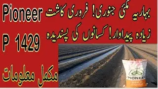 Bahria Makai January & February P 1429 ke Kasht! بہاریہ مکئی جنوری اور فروری کاشت کیلئے موزوںP1429