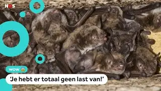 Gerda heeft bijna 150 vleermuizen in huis