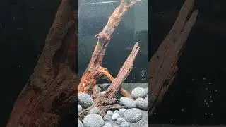 Aquarium Eheim Vivaline 150 Inselstyle Hardscape und Darkstart.