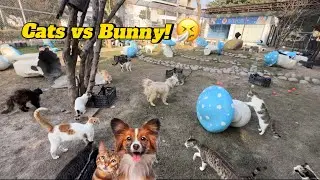 Bunny visited The Crazy Cats Shelter | Curious Cats 🐈