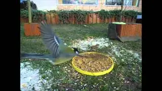 Tuinvogels deel 1