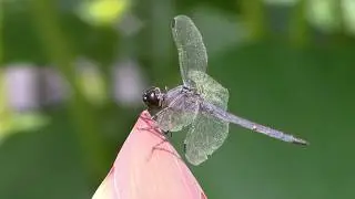 Kenilworth Gardens - July 2019