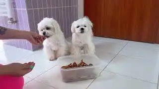 Leaving Two Hungry Dogs Alone With Their Favourite Food 🥰