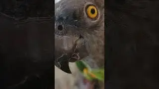 extreme close-up for Niko the Senegal parrot #senegalparrot #parrot #bird #pet #closeup #cute