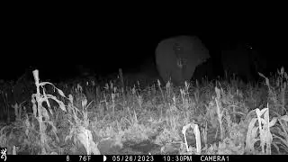Crop-raiding elephants stopped in their tracks using ingenious elephant deterrent method