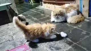 Bapak kucing galak, akhirnya menjadi ramah 