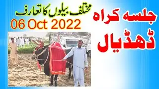 Mukhtalif Bailoon Ka Taaruf | Jalsa Karah Dhudial ( 06 Oct  2022 ) by Saraiki Chakwal |