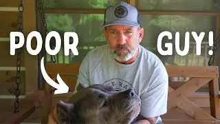 He's NOT Eating! | One Sick Puppy | Cane Corso | Ramblings
