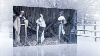 Kribkes in Winter Heuvelland
