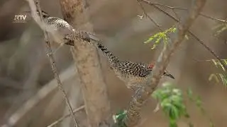 El Canto de la Matraca
