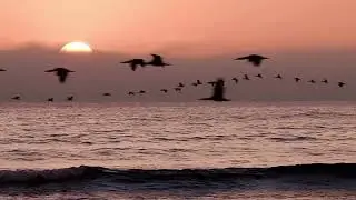 Birds in Flight Meditation | Relaxing Nature Sounds to Calm Your Mind