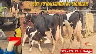 😱 37 L Sutga GarantiyaSibilan Sotiladi G'ulomqodir Fermasi 