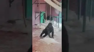 Gorilla dance #gorilladance #gorilla #gorillatag #gorillas #funnygorillas #nature