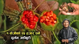 दुर्लभ जडीबुटी सतुवाको खेती,एकै ठाँउमा छन् १५ हजार बिरुवा ! - Paris polyphylla farming in Nepal