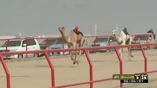 3 الشوط الثالث فحول السبت 24 01 2026