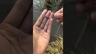 CARA PASANG UMPAN KATAK DI PANCING BELUT PALANG