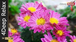 🌿 Reset Your Mind: 2-Minute Flower Meditation for Stress Relief