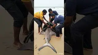 Heartwarming Rescue: Indian Rescuers Save Hammerhead Shark #SharkRescue #oceanlife  #IndiaRescue