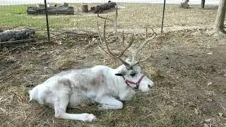 Our beautiful reindeer - Vixen at Whitetail Acres
