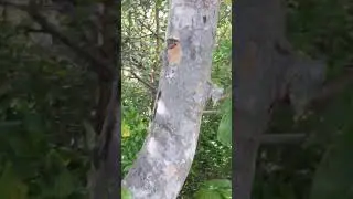 Hobo Survival: The Poison Wood of the Keys