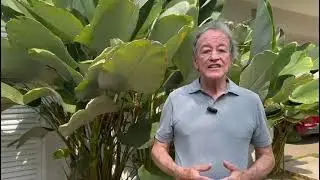 Maranta-charuto