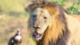 Big Cat Challenge mapogo s father street males
