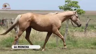 LOTE 21 SAN FRANCISCO LA MONCHA