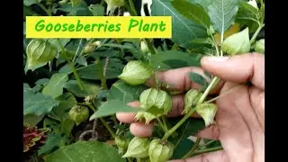 Cape Gooseberries - Vitamins rich fruits /Wild Cape Gooseberries plant Care/Healthy Fruits to eat