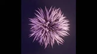 Sea urchin animation - blender animation nodes