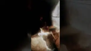cat funny #funny #cat #live