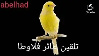 تغريد كناري فلاوطا chant canari flawta