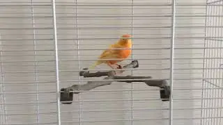 La canarina 🐤