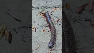 Millipede walking around #Bug #insects #nature