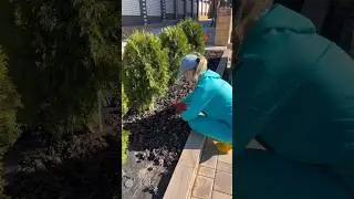 Мульчирование шишками #свойдом #мульчирование