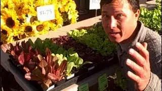 Start with Locally Grown Plant Starts for the Most Successful Vegetable Garden