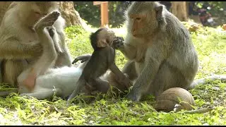 Good Morning From Cambodia With More Enjoy Watching Pre Record With Baby Jinx and Rex More.