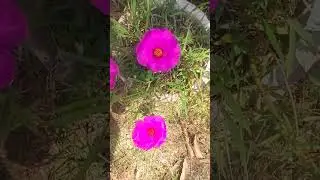 mere gamble me 9 am.#flowers #gamla#nature#beautiful