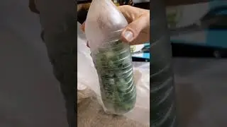 Limit your food waste. Green onion hacks.