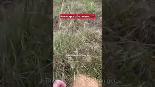 Fire ant nest
