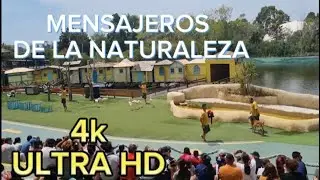 LOS MENSAJEROS DE LA NATURALEZA _ MUNDO MARINO