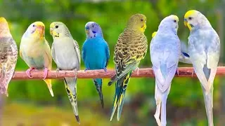 🐦Happy Summer Budgies Songs for Your Budgies to Sing Along | 10 Hours Parakeet Songs 🕊️