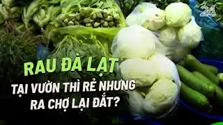 Rau Đà Lạt thu mua tại vườn thì rẻ nhưng ra chợ lại đắt? | VTV24
