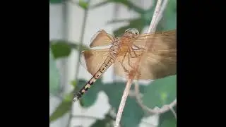 Brown-Dragonfly-3rd. #brown #dragonfly #light #wings #perch #flying #hovering #cricketsounds #bush
