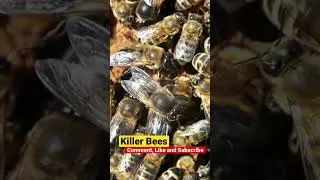 Africanized Bees: Killer Bees Engineered by Humans