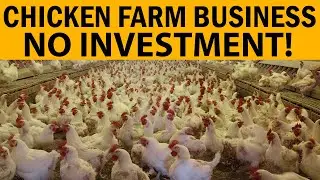 How To Start a Chicken Farm Business With Low Investment Easy