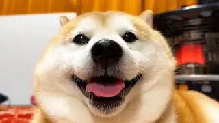 Shibe eats dinner with his family at home on holidays and smiles from ear to ear.