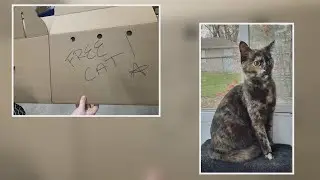 Pet rescue heartbroken to find cat abandoned in cardboard box, soaked in rain